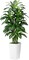 Artificial Dracaena Plant Indoor 5FT - Fake Tree with White Tall Planter - Faux Yucca Tall Fake Floor Plant in Pot - Artificial Trees for Home Office Living Room Decor Indoor